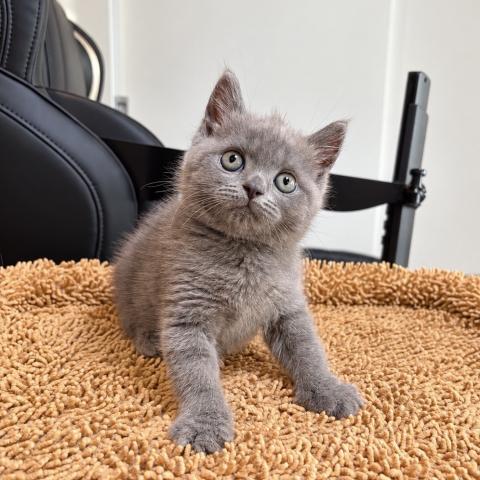 ブリティッシュショートヘア