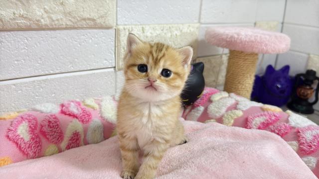 ブリティッシュショートヘア