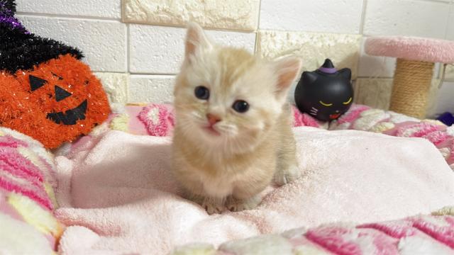 マンチカン