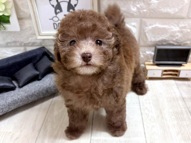 トイプードル☆*゚レアカラー*☆の写真3