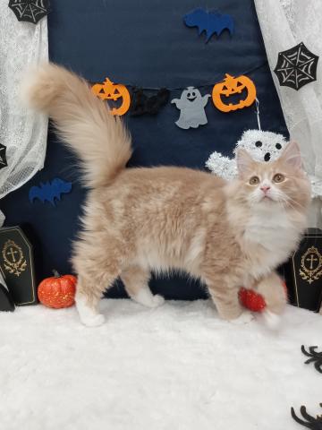 ノルウェージャンフォレストキャットの写真2