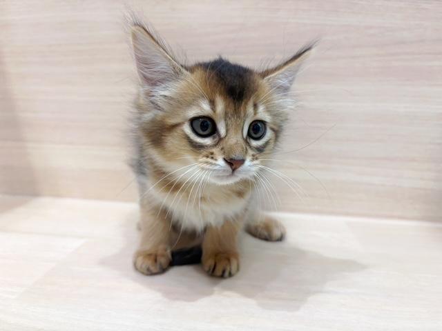 ソマリの写真3