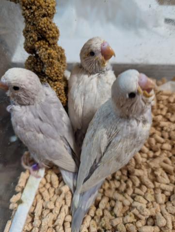 パステルウイングオパーリンライラックの写真2