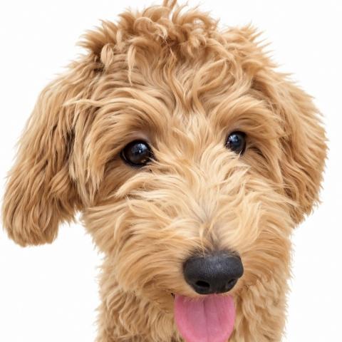 犬ハーフ（マルチーズ×トイプードル）