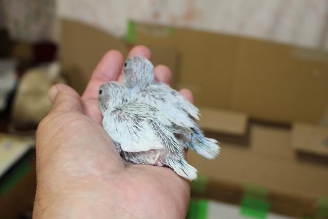 マメルリハインコ さし餌中の写真3