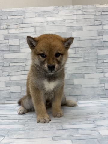 柴犬