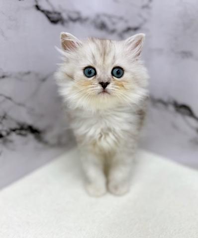 ペルシャ・ヒマラヤンの写真4