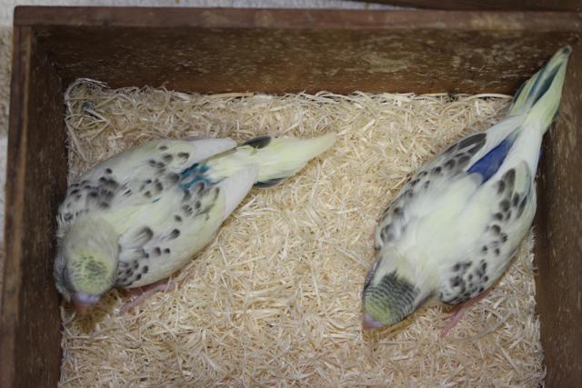 セキセイ さし餌中の写真3