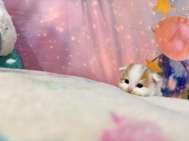 スコティッシュフォールドの写真6