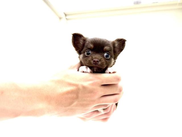 チワワ(ロングコート)744の写真3