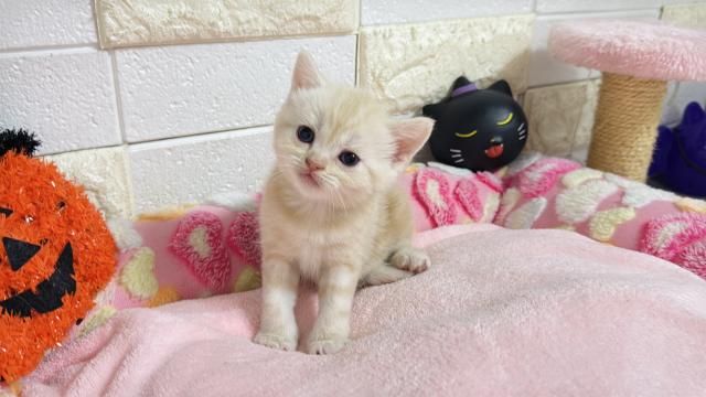 マンチカンの写真3