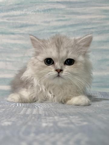 ペルシャ・ヒマラヤン