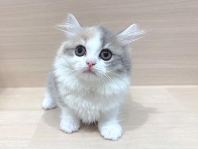 ラガマフィンの写真4
