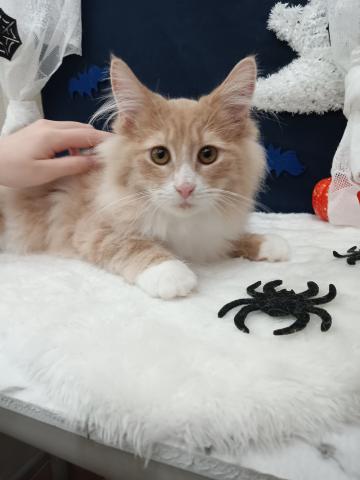 ノルウェージャンフォレストキャットの写真3
