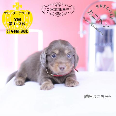 カニヘンダックスフンド ロング