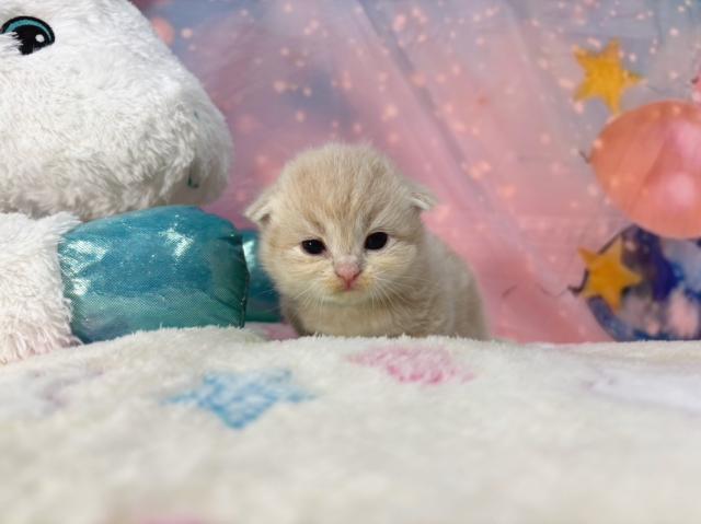 スコティッシュフォールドの写真4