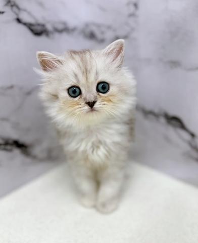 ペルシャ・ヒマラヤンの写真5