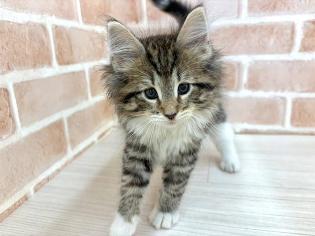ノルウェージャンフォレストキャット