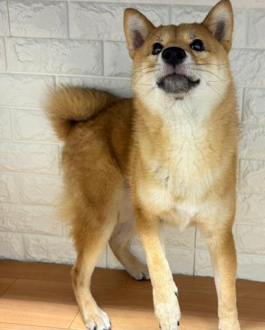 柴犬の写真2