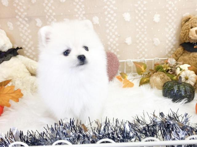 ポメラニアンの写真2