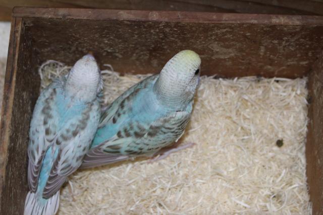 セキセイ さし餌中の写真3
