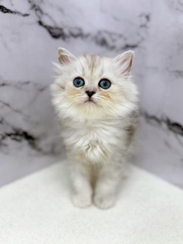 ペルシャ・ヒマラヤンの写真3