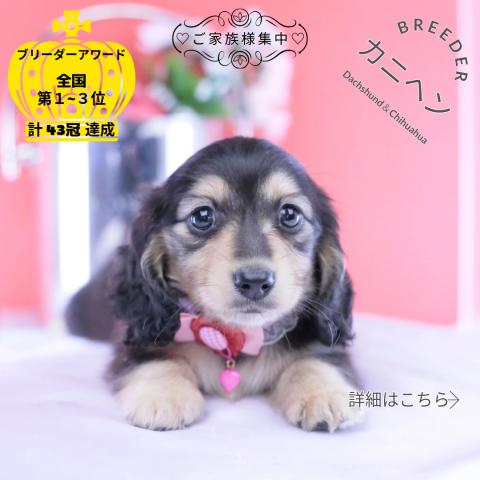 カニヘンダックスフンド　ロング