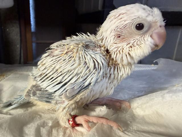 オキナインコ