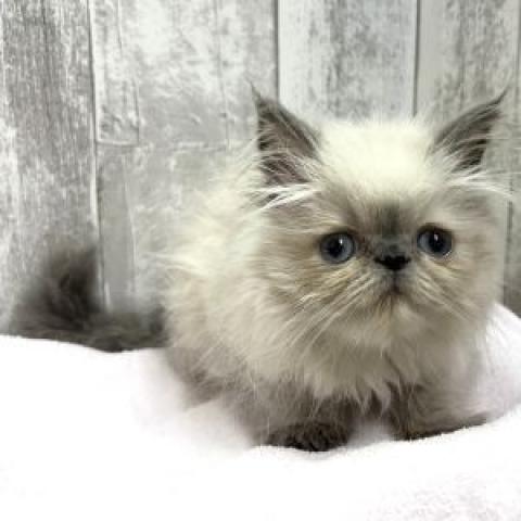 エキゾチックロングヘアーの写真2