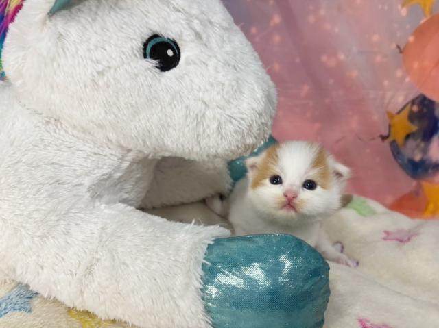 スコティッシュフォールドの写真3
