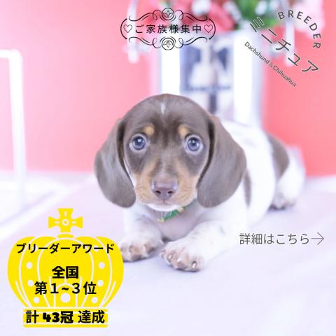 ミニチュアダックスフンド　スムース