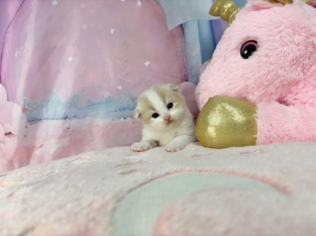 スコティッシュフォールドの写真2