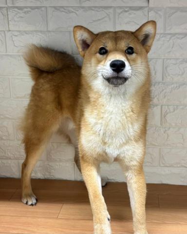 柴犬の写真3