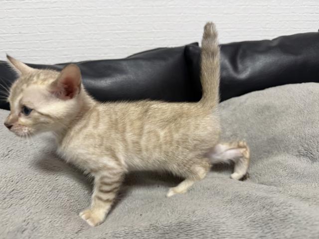 ベンガルの写真3