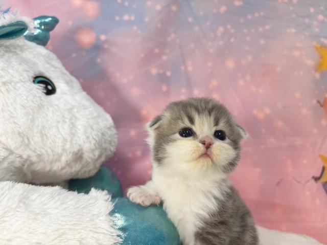 スコティッシュフォールドの写真2
