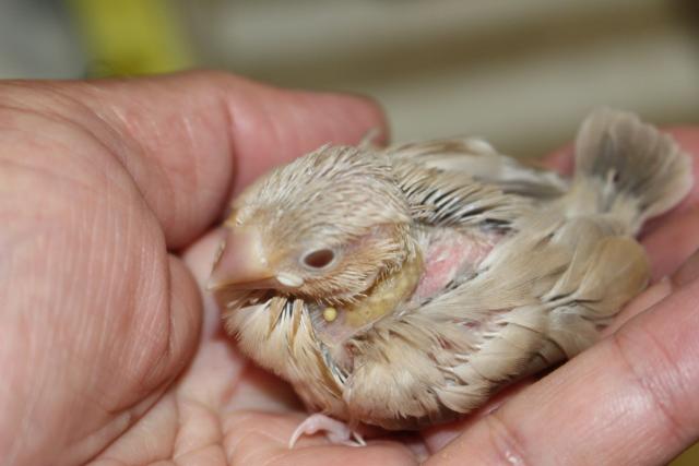 シナモン文鳥　さし餌中