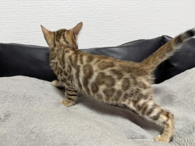 ベンガルの写真2