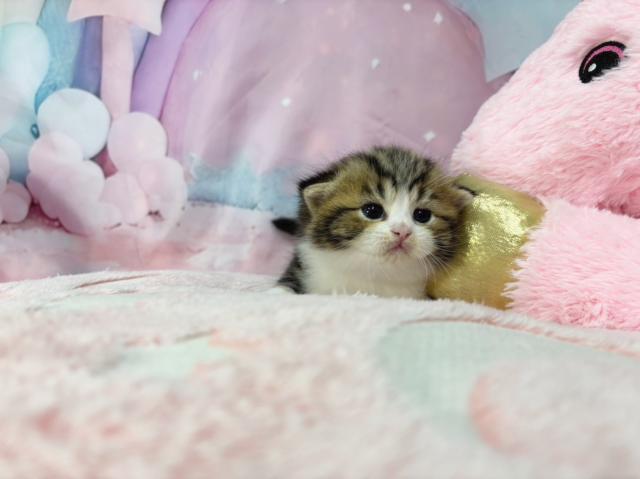 スコティッシュフォールドの写真5