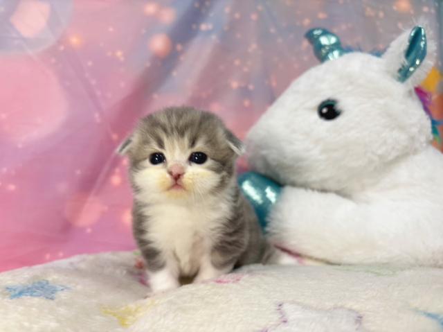 スコティッシュフォールドの写真6