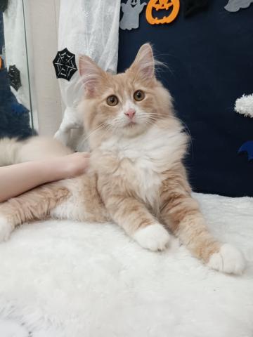 ノルウェージャンフォレストキャット
