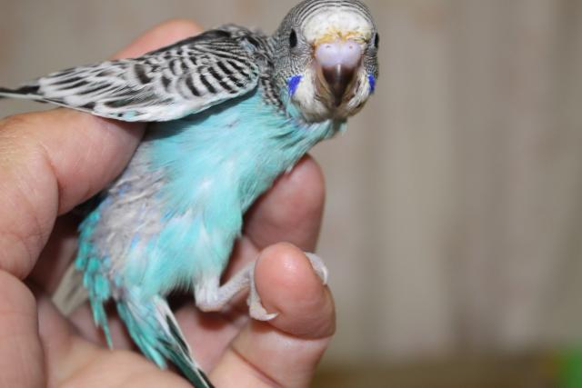 セキセイ　さし餌中の写真3