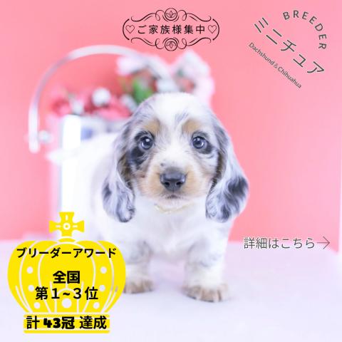 ミニチュアダックスフンド　ロング