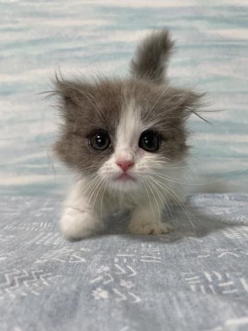 スコティッシュフォールド