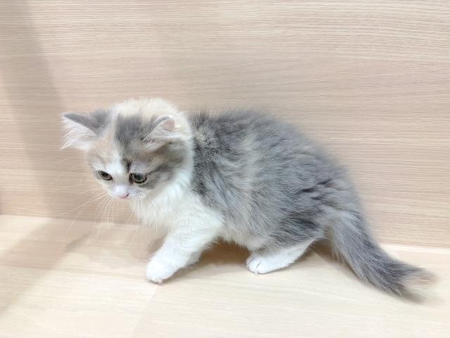 ラガマフィンの写真2