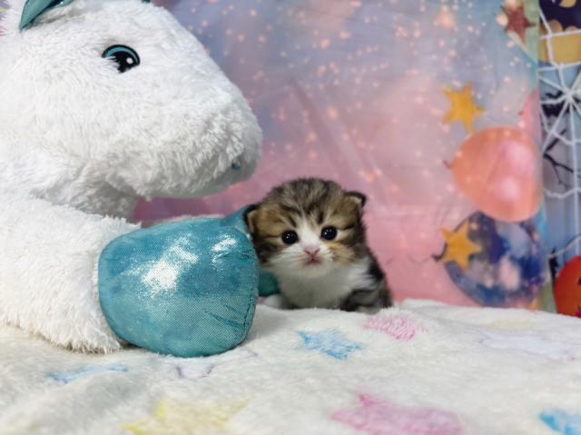 スコティッシュフォールドの写真3