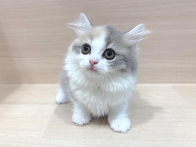 ラガマフィンの写真3