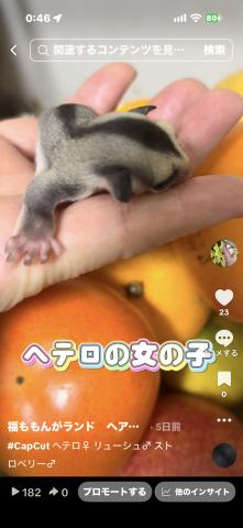 フクロモモンガ 
