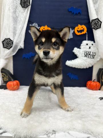 柴犬の写真2