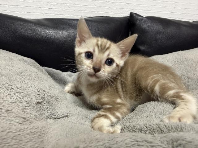 ベンガル