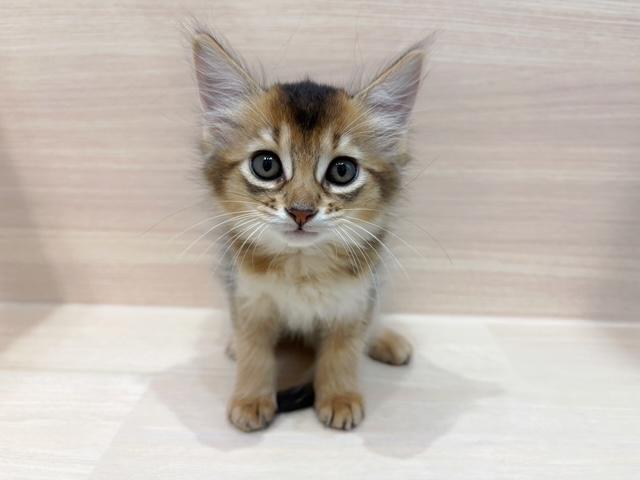 ソマリ